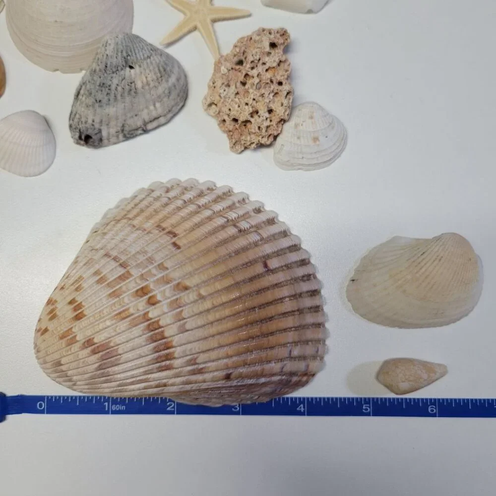 Nautical Seashell Lot Decor Starfish Mixed Sizes‎ Colors Half Clam 25 Pieces